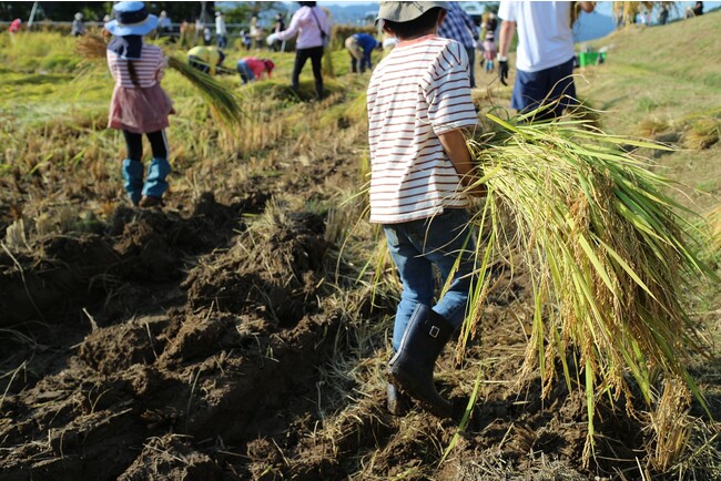 NASPA本気のSDGs「令和5年度南魚沼産コシヒカリ稲刈り体験」開催