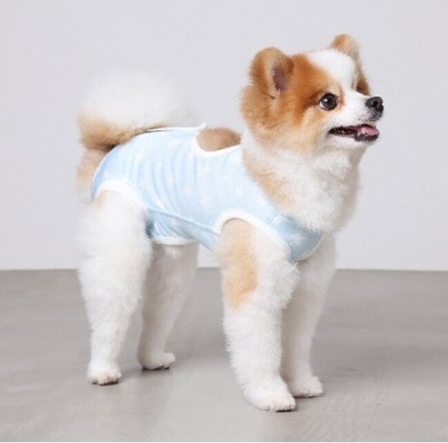 イオンペットのストアブランド『PETEMO』から、臨床現場の愛玩動物看護師の声から生まれた、愛犬用の“術後用ウェア”が新発売！