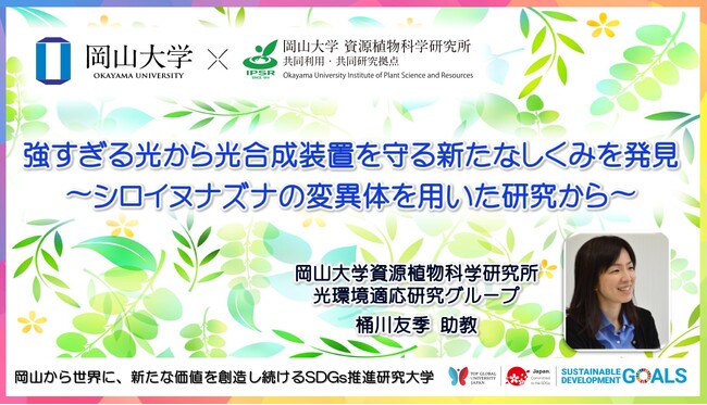 【岡山大学】強すぎる光から光合成装置を守る新たなしくみを発見 ～シロイヌナズナの変異体を用いた研究から～