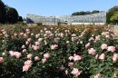 秋のばら園(令和4年撮影) 秋のばら園(令和4年撮影)