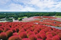 季節を彩る花と魚たちのコラボレーション！『ブルーミング アクアワールド・大洗～オータム～』紅葉を前に早くもコキア水槽が登場！