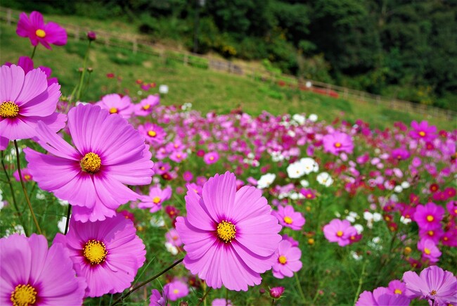 【入園無料】三浦半島最大級！約100万本のコスモスが開花リレー！ 圧巻の景観が広がる緩やかな丘陵地（横須賀市くりはま花の国）