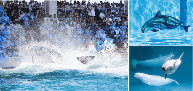 【鴨川シーワールド】残暑に負けるな！2023年9月6日(水)からはまだまだアツイ！ シャチの「サマースプラッシュ」がアンコール！