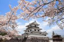 美しい桜彩る白石城 美しい桜彩る白石城