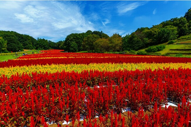 【昨年比２倍！】約80万本の「羽毛ゲイトウ」の花畑が見頃を迎えます（国営武蔵丘陵森林公園）
