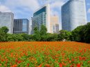 キバナコスモス キバナコスモス