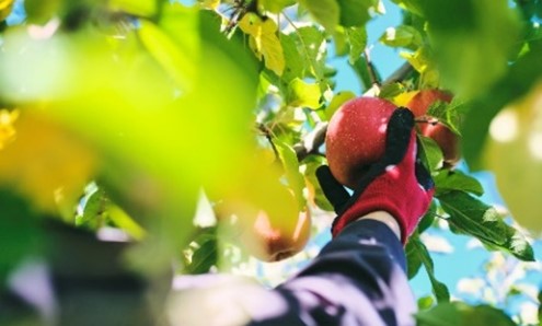 JTB、日本一の産地で農業も観光も楽しめる「りんご農家ボランティアツアー」を 発売！　