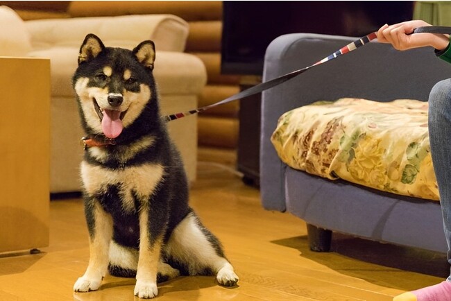 ２０２３年１１月１日（水）の「犬の日」に増設　休暇村奥武蔵のワンちゃんと一緒に泊まれるログハウスが２棟に！