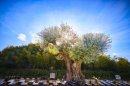 樹齢1000年オリーブの大木がシンボルツリー