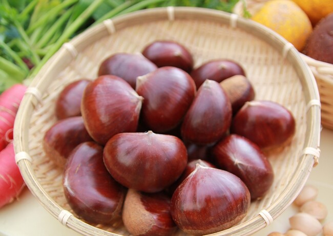 兵庫・丹波の秋の味覚「丹波栗」の予約販売開始！今年は２Ｌ・３Ｌサイズが新登場！Ｘ（旧Twitter）でもプレゼントキャンペーン実施中！