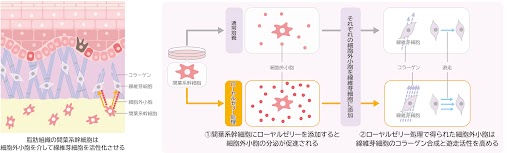 間葉系幹細胞をローヤルゼリーで培養することで肌の再生に関わる細胞外小胞の機能が向上することを発見