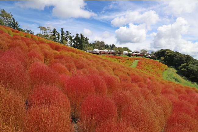 【ひと足早い”秋“】約8千株の『紅葉コキア』が、もうすぐ見頃を迎えます。