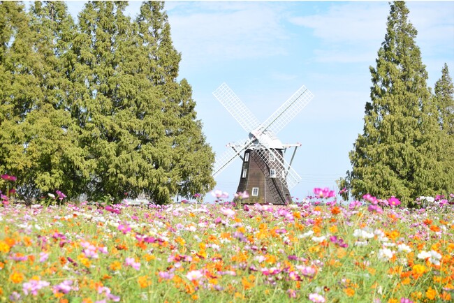 【入園無料】絶景！風車とコスモス花畑が10月中旬に見頃を迎えます（柏市あけぼの山農業公園）
