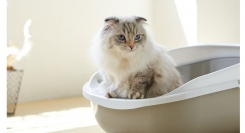 株式会社オーエフティーが、累計30,000台超の販売実績のある大型猫用トイレをコンパクトなサイズにした新商品「メガトレーライト」の販売を9月19日にスタート