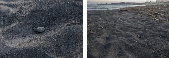 【鴨川シーワールド】酷暑を乗り越えて誕生したアカウミガメの子ガメたちが東条海岸から大海原へ！ウミガメ保護活動「保護卵からふ化した子ガメを放流」
