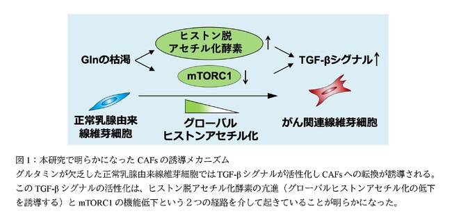 がん関連線維芽細胞の新たな誘導メカニズムを発見