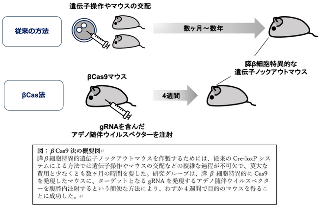 膵β細胞で迅速に遺伝子をノックアウトする技術（βCas9法）を確立