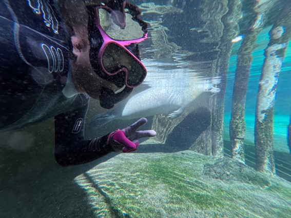 【新サービス】下田海中水族館でアザラシ水中ウォッチングプログラムスタート