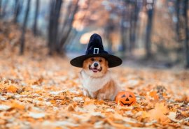 ハロウィンフォト ハロウィンフォト
