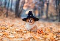 2023年10月15日(日)～10月31日(火)開催！ワンちゃんとハロウィン フォトスポット＆イルミネーション　スタンプラリー＆愛犬無料撮影会(10月22日、31日)