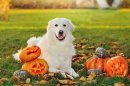 ハロウィンフォト2 ハロウィンフォト2