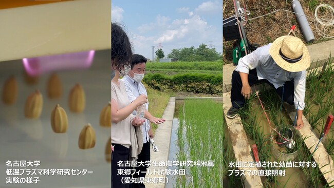 FCCLと名古屋大学、プラズマによる次世代農業の共同研究に成果