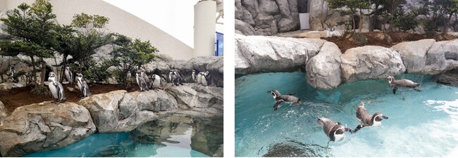 【鴨川シーワールド】葛西臨海水族園より預かったフンボルトペンギンの受け入れが完了　2023年9月23日（土）よりペンギンの海にて展示開始