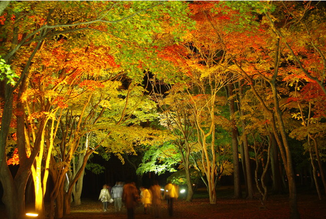 【函館湯の川温泉／湯元啄木亭、HAKODATE海峡の風】紅葉に染まる、北海道で唯一の国指定文化財庭園「香雪園」を満喫！宿泊&日帰りで「夜の紅葉狩りバスツアー」を期間限定で運行。