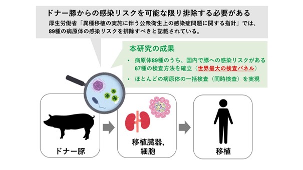 国内初、移植用ドナー豚の病原体検査パネルを開発　標的病原体数は世界最多、国内での異種移植実現に向けた大きな一歩