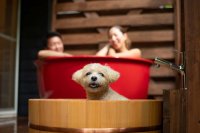 日本初！？【わんこと一緒に】露天風呂＋バレルサウナ付き客室　2023年、ニューオープン！