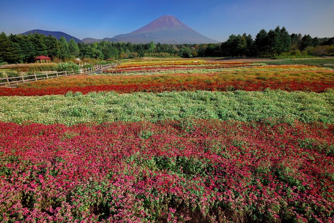 富士本栖湖リゾート 2024富士芝桜まつりに向けて、株植え体験イベント10月14日(土)～15日(日)開催
