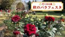 昨年の秋バラの様子