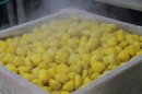 生栗の蒸し上がり 生栗の蒸し上がり