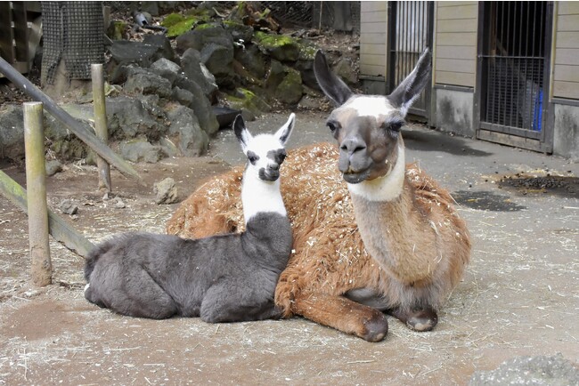 伊豆シャボテン動物公園でラマの赤ちゃんが誕生♪
