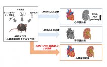 ARNIとARB治療による心腎臓器保護メカニズムの違いを解明
