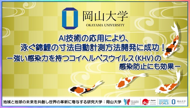 【岡山大学】AI技術の応用により、泳ぐ錦鯉の寸法自動計測方法開発に成功！-強い感染力を持つコイヘルペスウイルス（KHV）の感染防止にも効果-