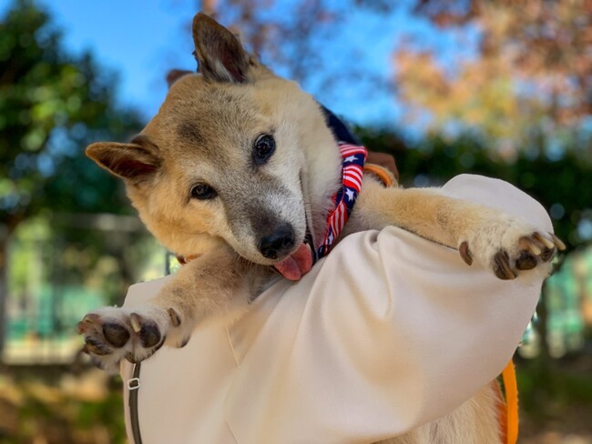 殺処分から救われ幸せに暮らす犬猫の写真コンテスト　入賞作品展（入場無料）　大阪本町ガーデンシティにて１０月１２日～１４日　