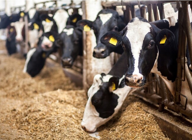 メタンガス排出削減関連、牛用飼料の発売