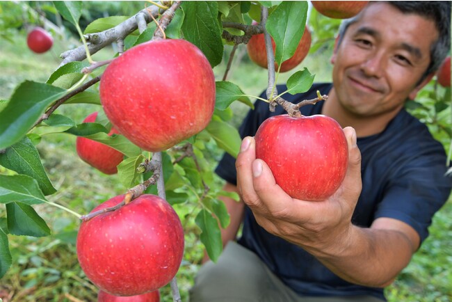 【岐阜県高山市】秋の味覚「飛騨りんご」は収穫真っ最中