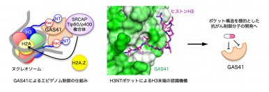 エピゲノム修飾の位置を端から数える仕組み