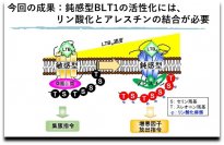 【岡山理科大学】抗炎症薬開発への新たなアプローチ ――炎症性物質による受容体作動の新規メカニズムを解明