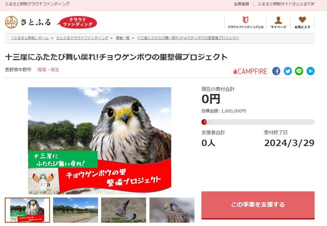 長野県中野市とさとふる、チョウゲンボウの集団営巣を再生するため寄付受け付けを開始