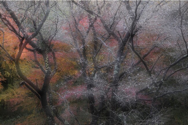アイデムフォトギャラリー[シリウス]　 隔月刊『風景写真』主催・風景写真Award 2023展「2023年度フォトコンテスト最優秀作品賞受賞作品および第23回前田真三賞［予選］上位3作品」
