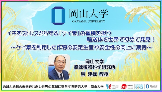 【岡山大学】イネをストレスから守る「ケイ素」の蓄積を担う輸送体を世界で初めて発見！～ケイ素を利用した作物の安定生産や安全性の向上に期待～