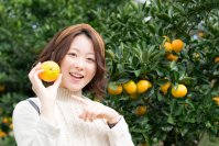 静岡県伊東市で「温州みかん狩り」を10月1日から1月31日まで開催　一人500円でみかんが食べ放題！