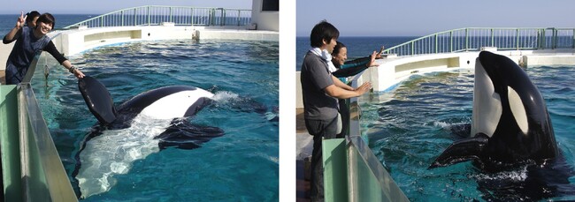【鴨川シーワールド】日本で唯一！シャチへの給餌体験など魅力的なプログラムを1日で「満喫体験」＆「満喫宿泊プラン」参加者募集