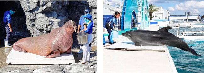 【鴨川シーワールド】2023年11月3日（金・祝）海獣たちの体重測定を見学しよう！「海の生き物 公開体重測定」開催