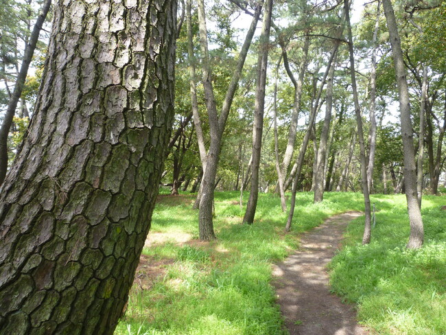 花王、生物多様性保全に取り組む和歌山工場の敷地が、環境省が定める「自然共生サイト」に認定