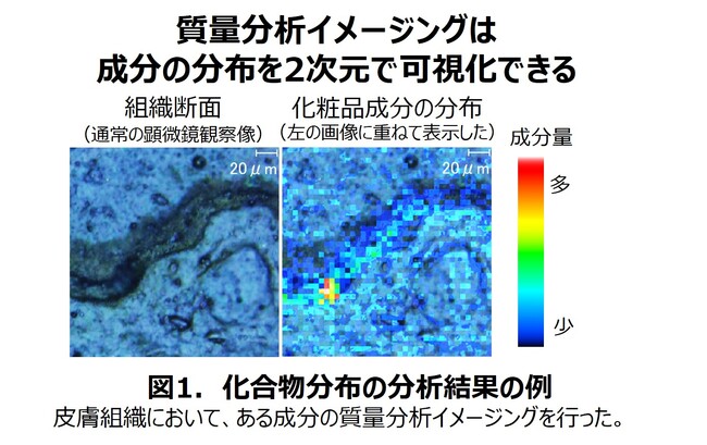 ポーラ化成工業、獨協医科大学と皮膚浸透性の共同研究を開始