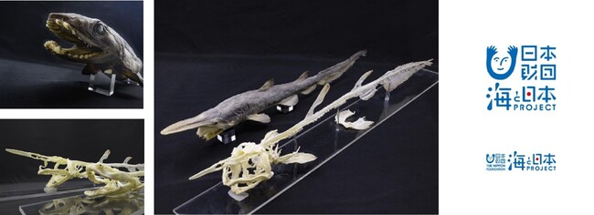 【鴨川シーワールド】特別レクチャー『謎多き深海の生き物たち』で希少価値の高い「ラブカ」＆「ミツクリザメ」の全身標本を公開中